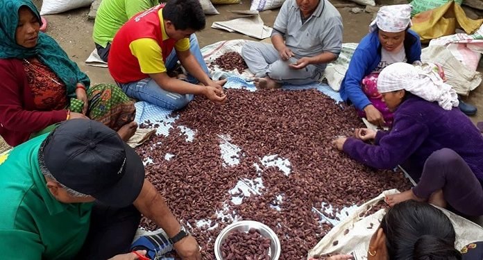 इलाममा अलैँची उत्पादन बढ्यो