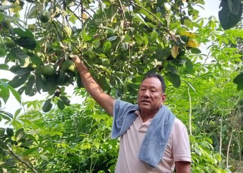 सुन्तला खेती मास्दै एभोकाडो लगाउँदै इलामका किसान