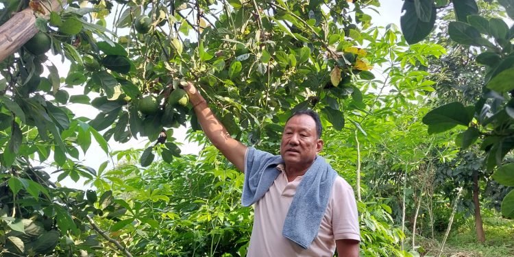 सुन्तला खेती मास्दै एभोकाडो लगाउँदै इलामका किसान