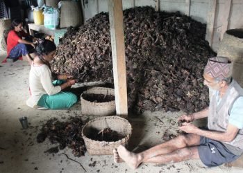 आधुनिक खेती प्रणालीले सुध्रिँदै इलामको अलैँची खेती
