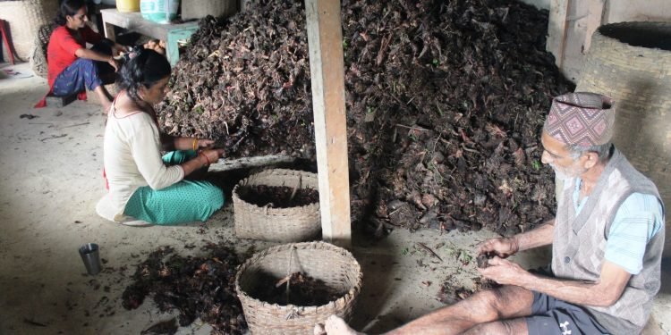 आधुनिक खेती प्रणालीले सुध्रिँदै इलामको अलैँची खेती