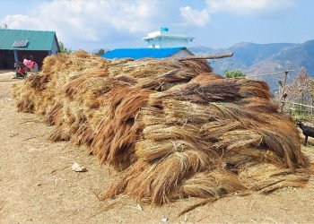 कबुलियत वनमा लगाइएको अम्रिसोबाट ३ करोड आम्दानी