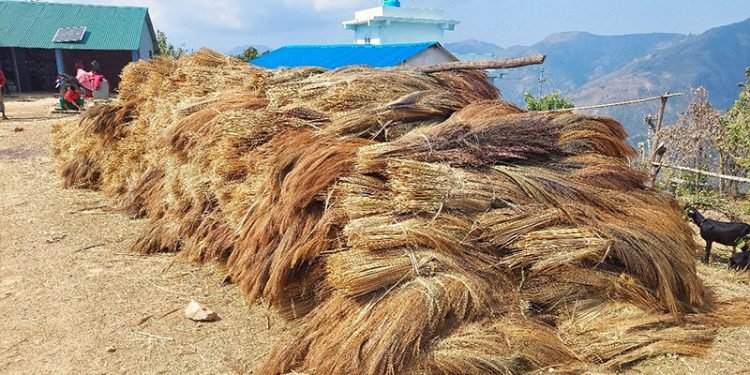 कबुलियत वनमा लगाइएको अम्रिसोबाट ३ करोड आम्दानी