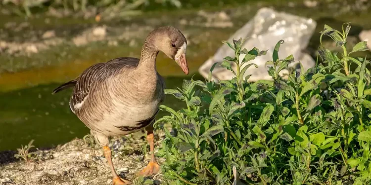 भक्तपुरमा भेटियो दुर्लभ चरा ‘स्वेतमाथा कलहाँस’