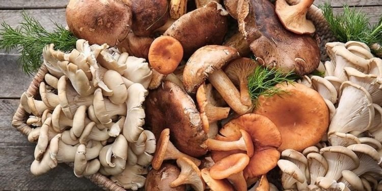 बृहत च्याउ मेला तथा परिकार महोत्सव आज
