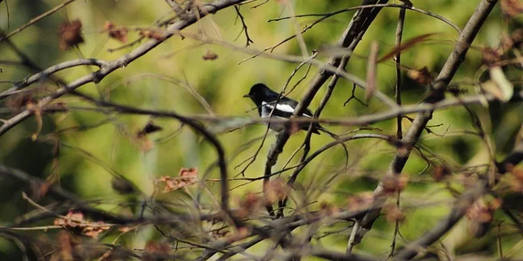 दुर्लभ चरा संरक्षणमा जुटे संरक्षणकर्मी