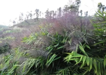 अम्लिसोको भाउ बढेपछि धनकुटाका किसान खुसी