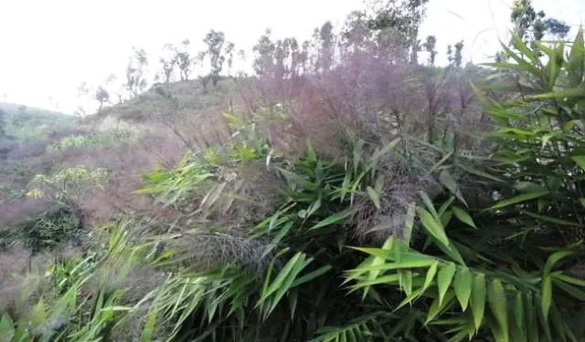 अम्लिसोको भाउ बढेपछि धनकुटाका किसान खुसी