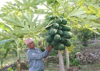 मेवा बेचेर मासिक आम्दानी डेढ लाख