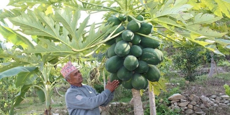 मेवा बेचेर मासिक आम्दानी डेढ लाख