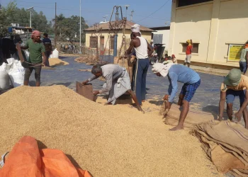 अन्नभण्डार मधेसमै धान पाउन मुस्किल
