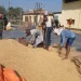 अन्नभण्डार मधेसमै धान पाउन मुस्किल