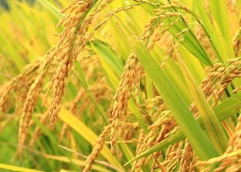 धानको उत्पादनसँगै मूल्य बढ्दा किसान उत्साहित