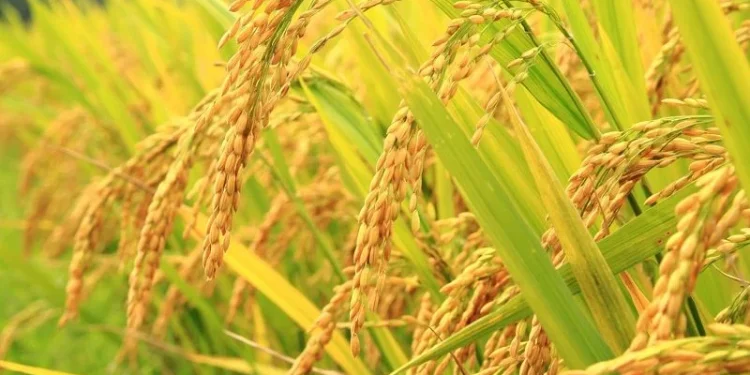 धानको उत्पादनसँगै मूल्य बढ्दा किसान उत्साहित