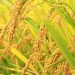 धानको उत्पादनसँगै मूल्य बढ्दा किसान उत्साहित