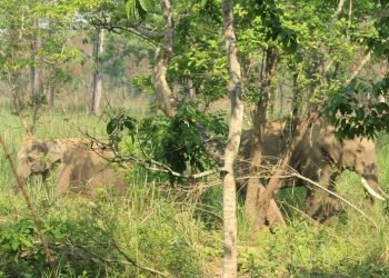 ध्रुवे हात्ती फेरि बस्ती प्रवेश गर्न थाल्यो, रेडियोकलर जडान गर्ने तयारी