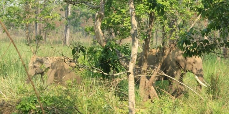 ध्रुवे हात्ती फेरि बस्ती प्रवेश गर्न थाल्यो, रेडियोकलर जडान गर्ने तयारी