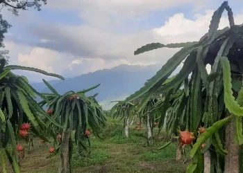 इलाममा ड्रागन फ्रुटको खेती विस्तार