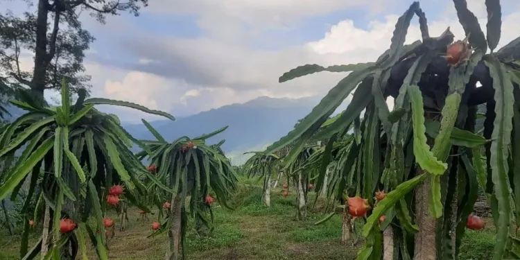 इलाममा ड्रागन फ्रुटको खेती विस्तार