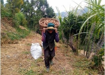 रोगले अदुवा उत्पादनमा ह्रास