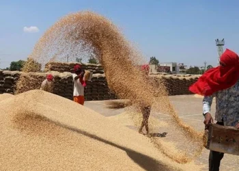 १६८ मुरी धान फलाएर सम्मानित भएका बम्जन दम्पती भन्छन्–दुःख नभई सुख हुँदैन रहेछ