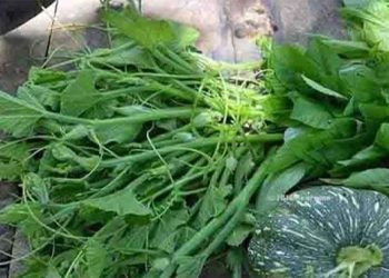 फर्सीको मुन्टा एक, फाइदा अनेक