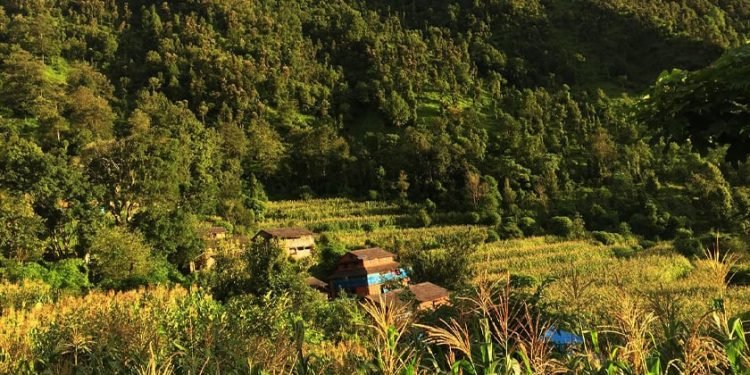 बसाइँसराइले रित्तिदै गाउँ, बढ्यो बाँदर आतङ्क