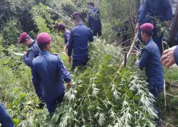 पर्सामा नौ हजार गाँजाको बोट नष्ट