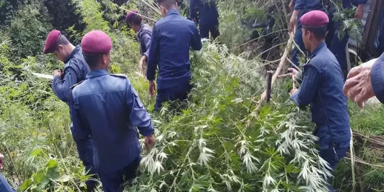 पर्सामा नौ हजार गाँजाको बोट नष्ट