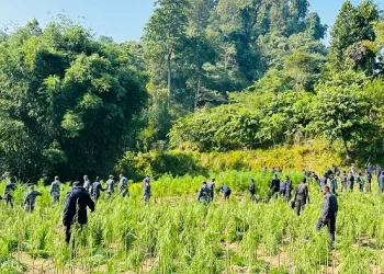 प्रहरीद्वारा गाँजाखेती नष्ट