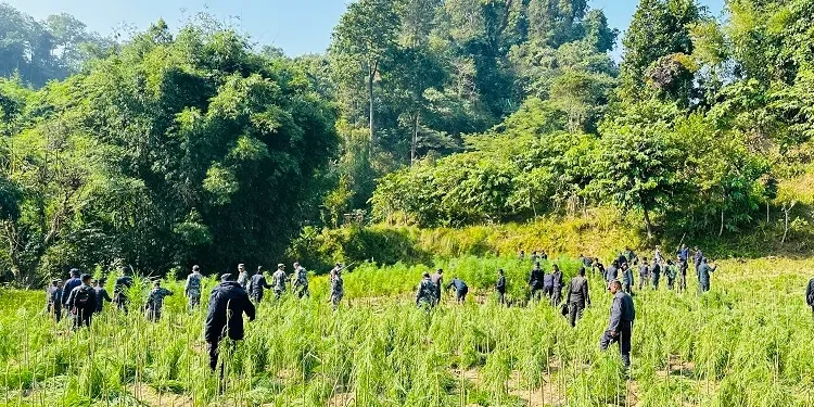 प्रहरीद्वारा गाँजाखेती नष्ट