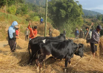 आधुनिक यन्त्रका कारण दाइँ गर्ने परम्परा लोप हुँदै