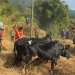 आधुनिक यन्त्रका कारण दाइँ गर्ने परम्परा लोप हुँदै