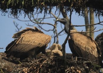 रेष्टुराँले बढायो गिद्धको सङ्ख्या