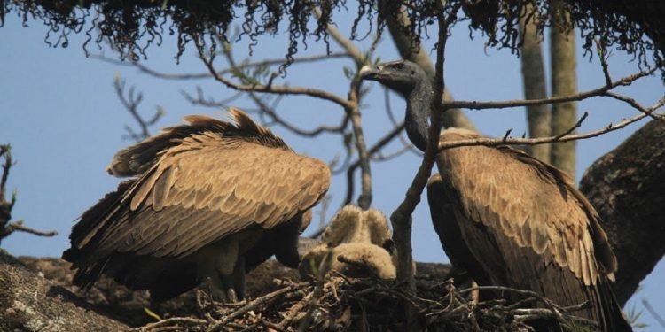 रेष्टुराँले बढायो गिद्धको सङ्ख्या