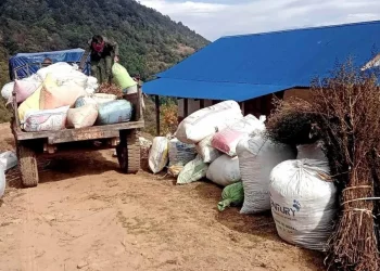 चिराइतोको मूल्य बढेपछि भोजपुरका किसान उत्साहित