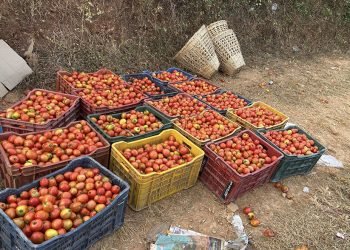 बजार नपाउँदा बारीमै कुहिन थाल्यो गोलभेँडा