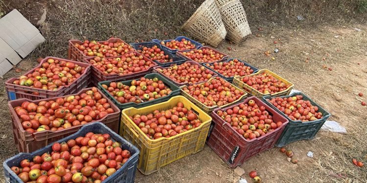 बजार नपाउँदा बारीमै कुहिन थाल्यो गोलभेँडा