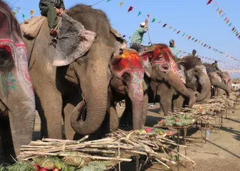 सौराहामा हात्तीलाई वनभोज