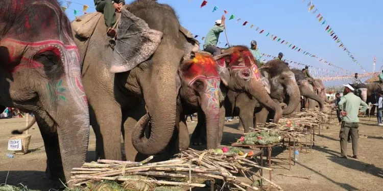 सौराहामा हात्तीलाई वनभोज