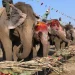 सौराहामा हात्तीलाई वनभोज