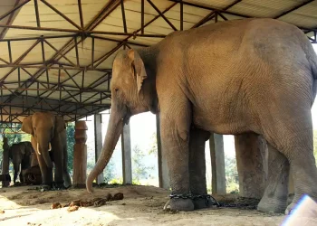 निकुञ्जका आक्रामक चार भाले हात्ती