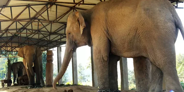 निकुञ्जका आक्रामक चार भाले हात्ती