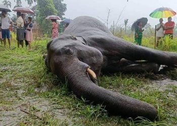 पाँच महिनामा दुई हात्ती मृत फेला