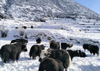 मनाङको तापक्रम माइनस १६ डिग्रीमा झर्यो