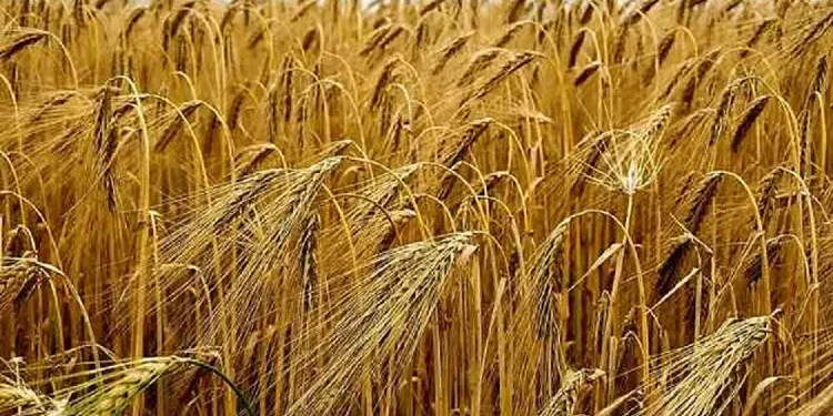 जौ खेती मासिँदै