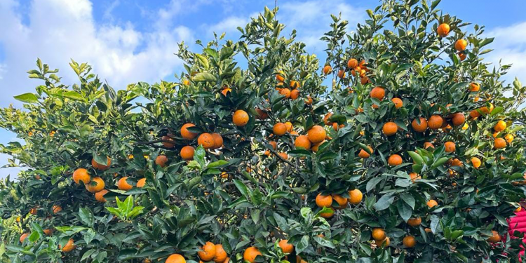 रामेछापमा जुनार ब्यापारः नफल्दै व्यापारीले किनिसक्छन्