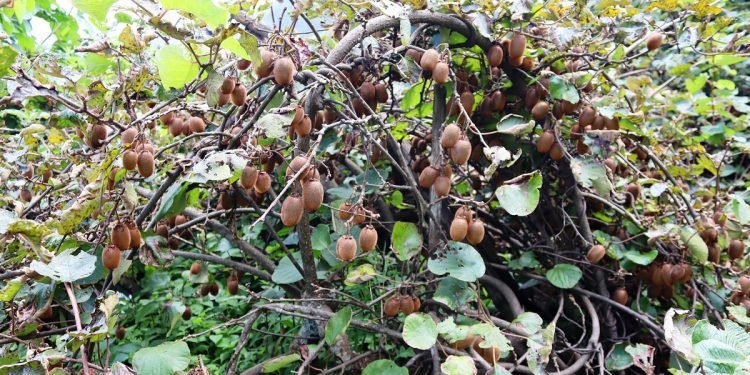 बागलुङका गाउँ–गाउँमा किबी खेतीको लहर
