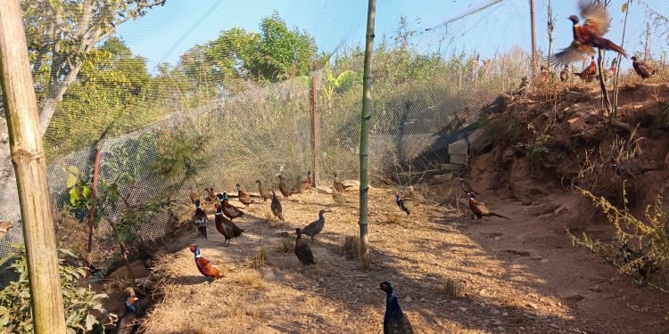 पाल्पाको रामपुरमा व्यावसायिक कालिजपालन