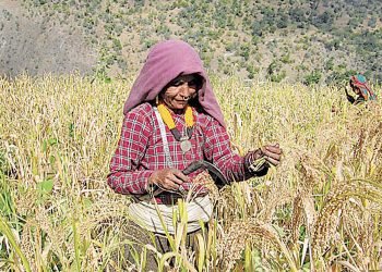 कर्णालीका ३० प्रतिशत परिवार मात्रै कृषिमा आत्मनिर्भर